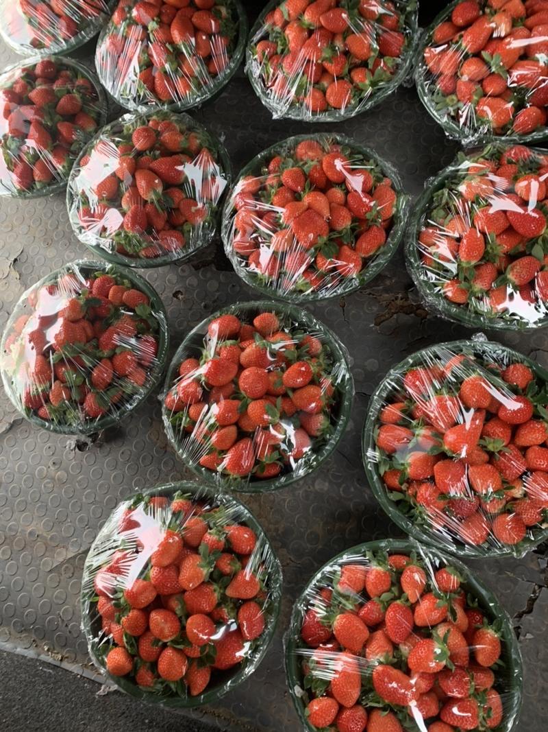 华州区北沙村隋珠草莓