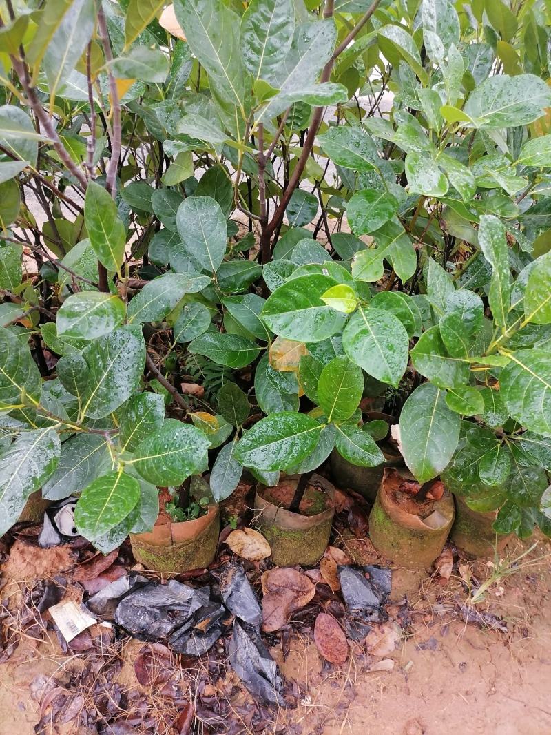 泰国红肉菠萝蜜越南红菠萝蜜袋装实生菠萝蜜