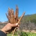 【火爆】会东高山高海拔甜当归产地直供现挖现发假货包赔