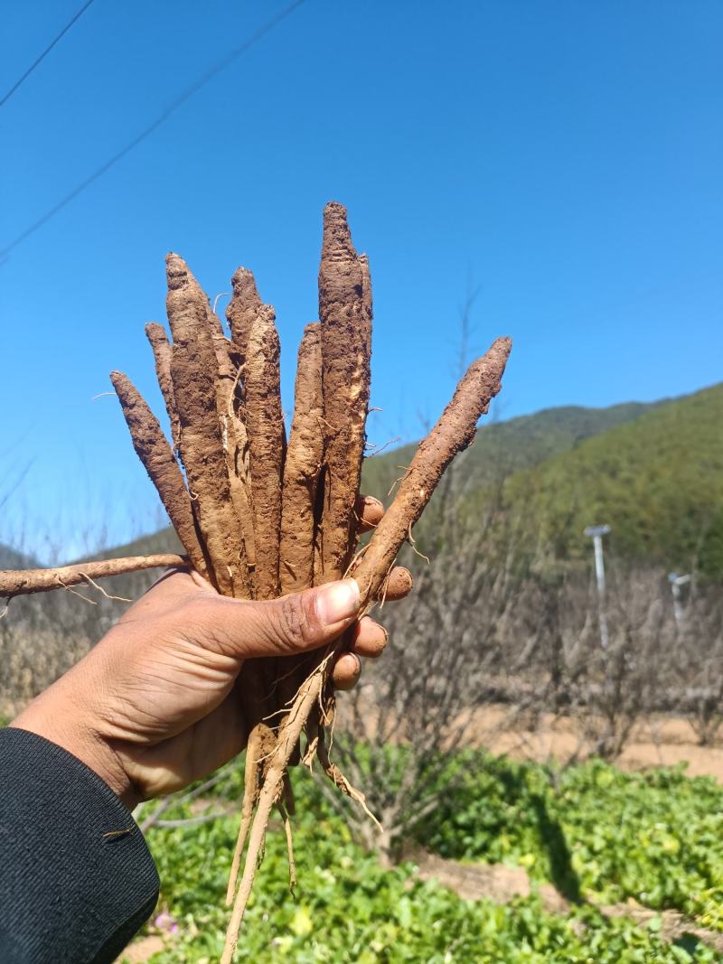 【火爆】会东高山高海拔甜当归产地直供现挖现发假货包赔
