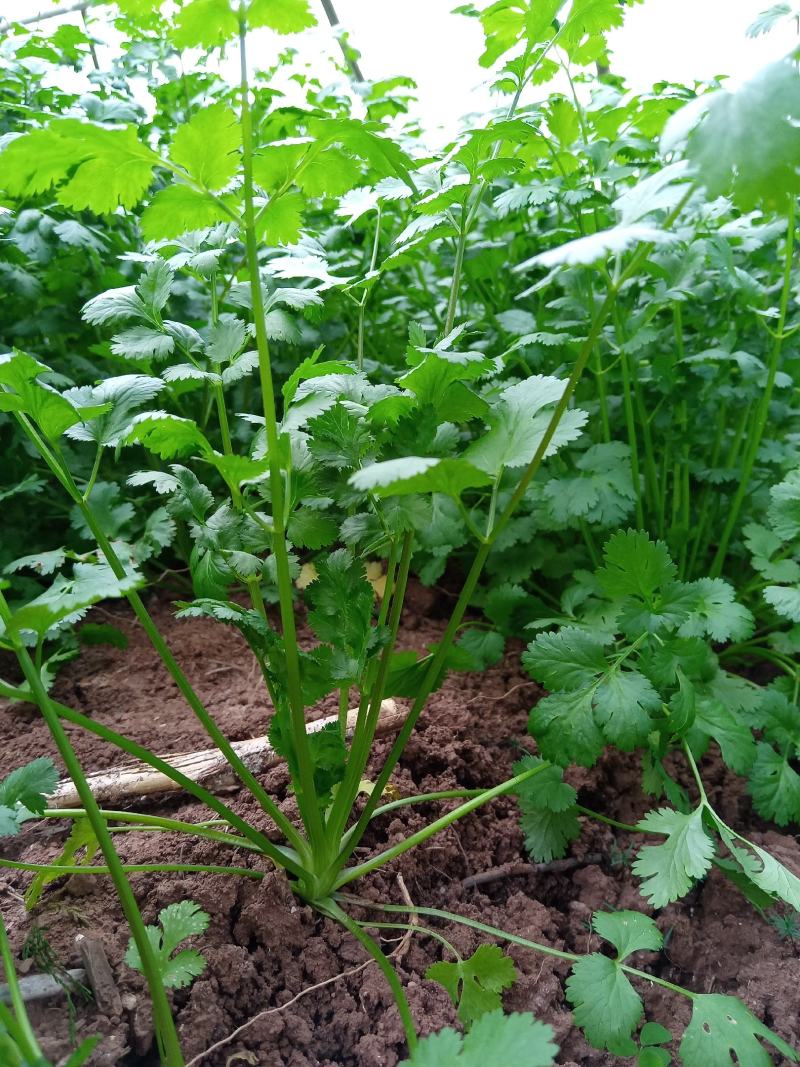 大叶香菜