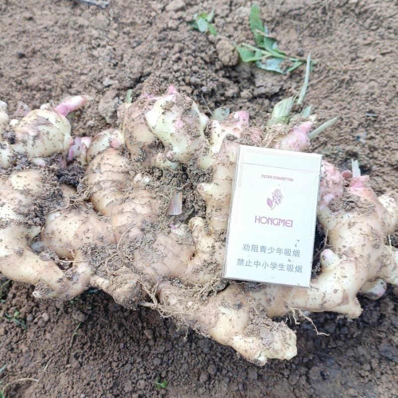 大量提供大肉黄姜小黄姜二黄姜老姜头红芽姜