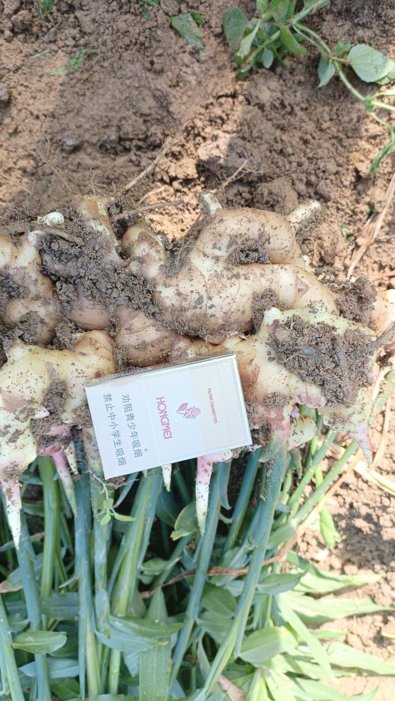 大量提供大肉黄姜小黄姜二黄姜老姜头红芽姜