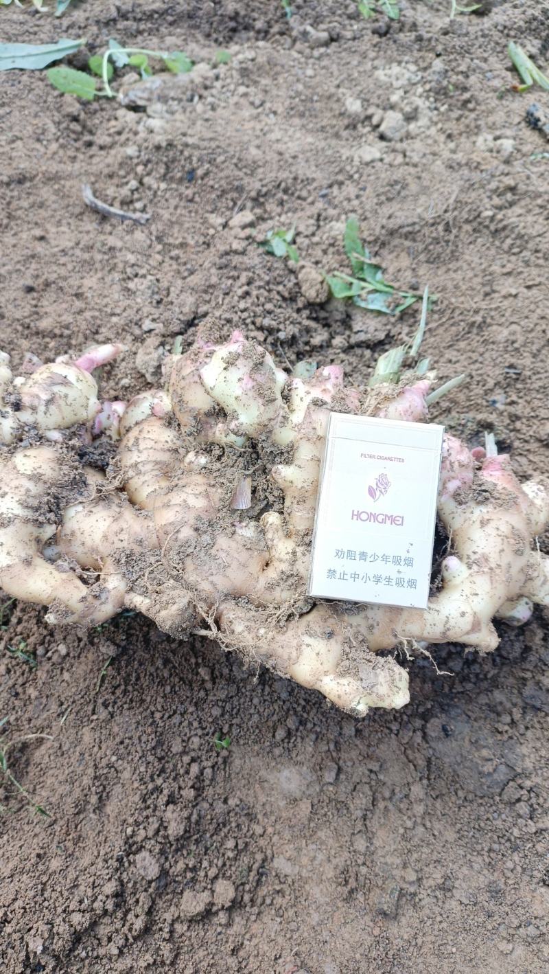 大量提供大肉黄姜小黄姜二黄姜老姜头红芽姜
