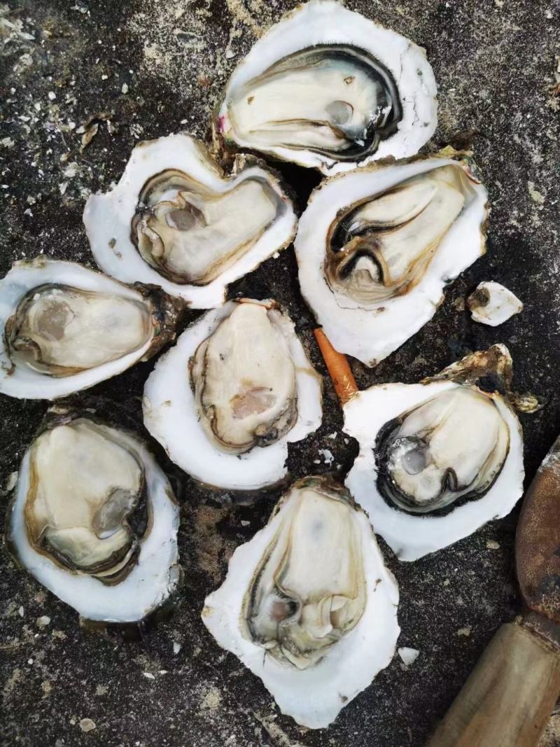 自家的蚝场，蚝排，大量有货