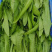 新鲜大棚油麦菜品质保证货量充足量大从优诚信经营