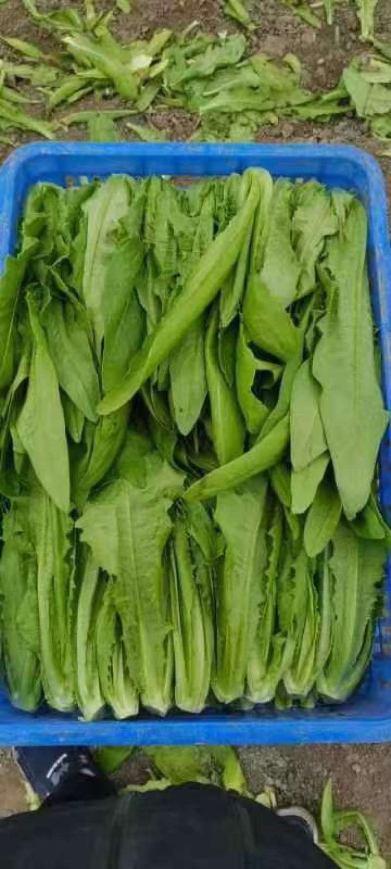 新鲜大棚油麦菜品质保证货量充足量大从优诚信经营
