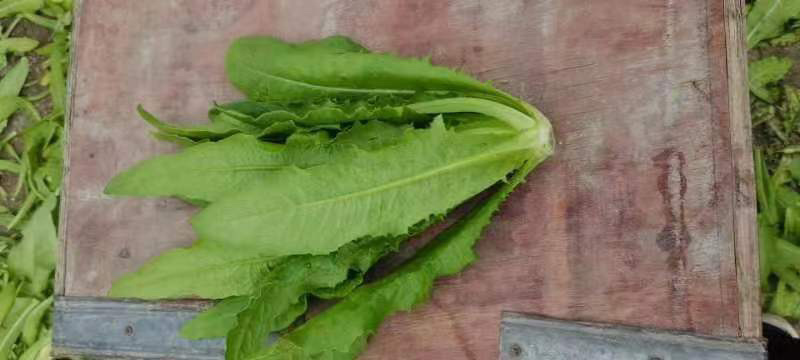 新鲜大棚油麦菜品质保证货量充足量大从优诚信经营
