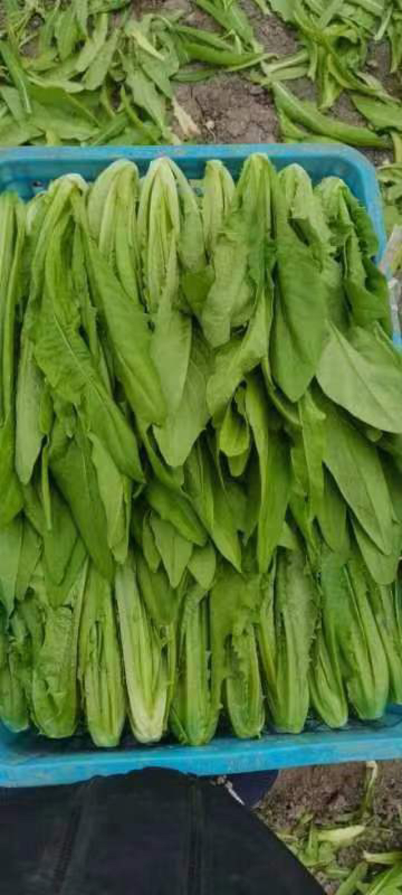 新鲜大棚油麦菜品质保证货量充足量大从优诚信经营