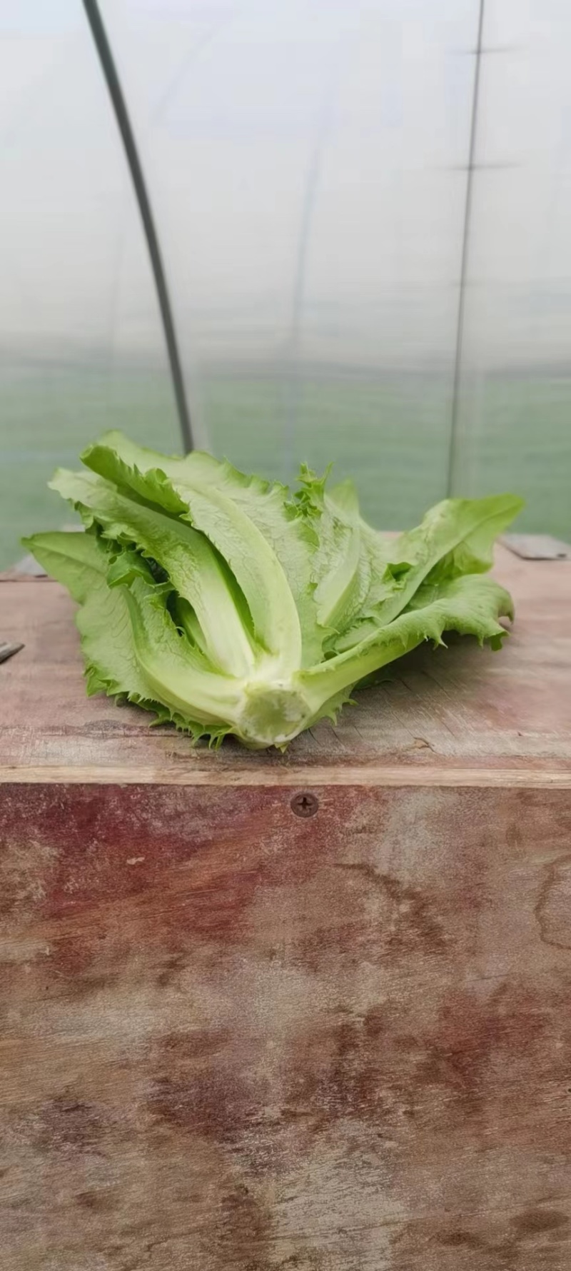 新鲜大棚油麦菜品质保证货量充足量大从优诚信经营