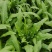 新鲜大棚油麦菜品质保证货量充足量大从优诚信经营