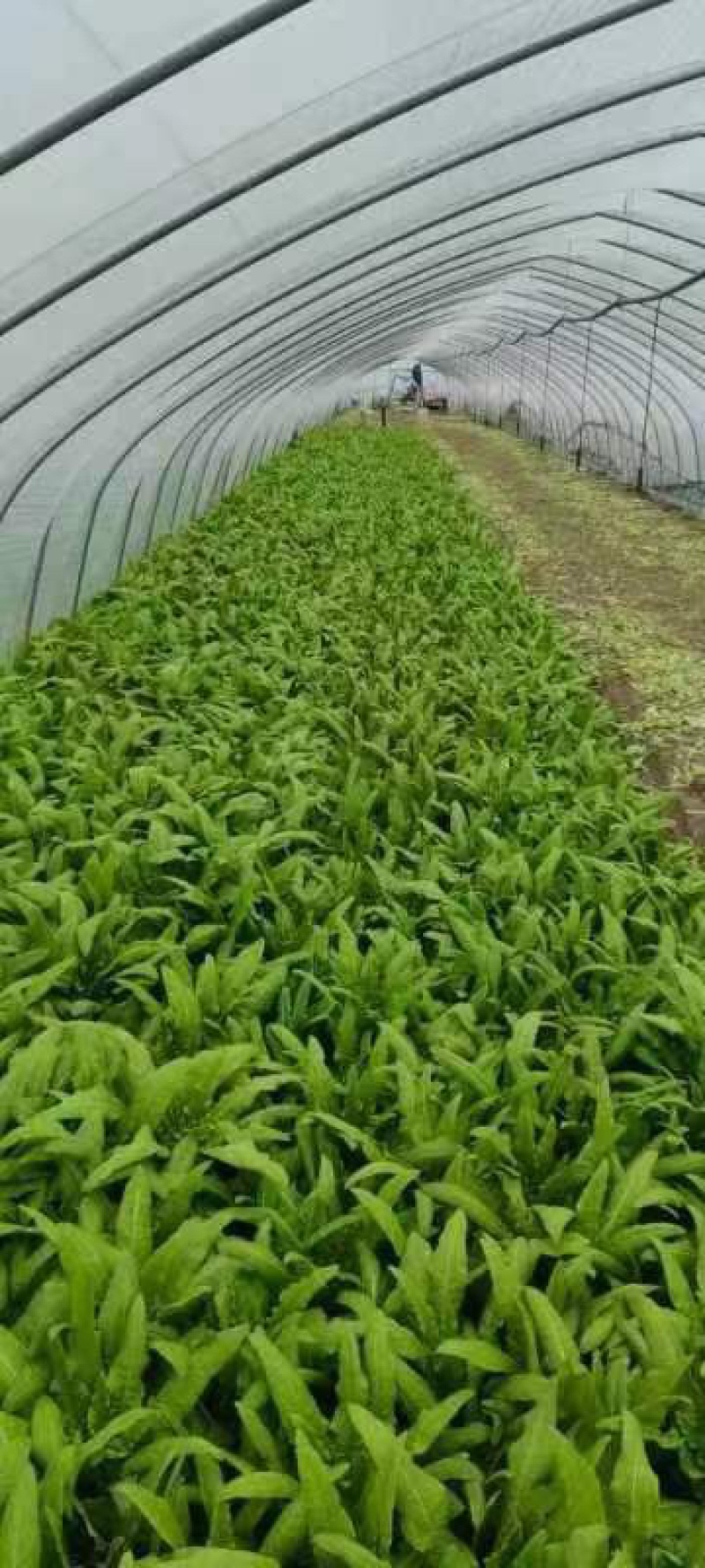 新鲜大棚油麦菜品质保证货量充足量大从优诚信经营
