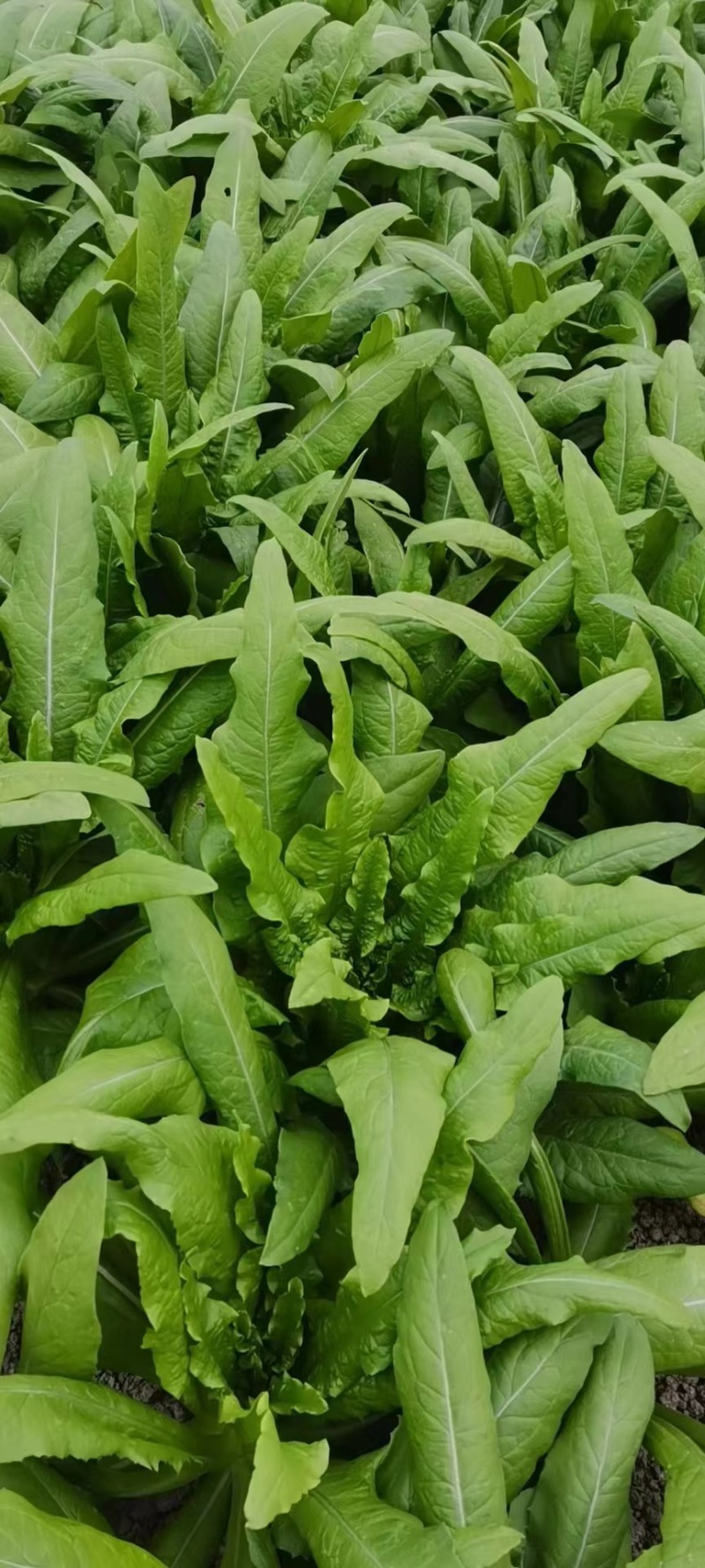 新鲜大棚油麦菜品质保证货量充足量大从优诚信经营