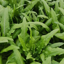 新鲜大棚油麦菜品质保证货量充足量大从优诚信经营