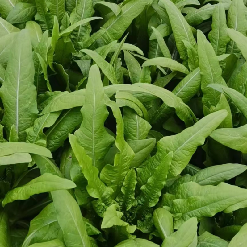 新鲜大棚油麦菜品质保证货量充足量大从优诚信经营