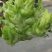 儿菜
