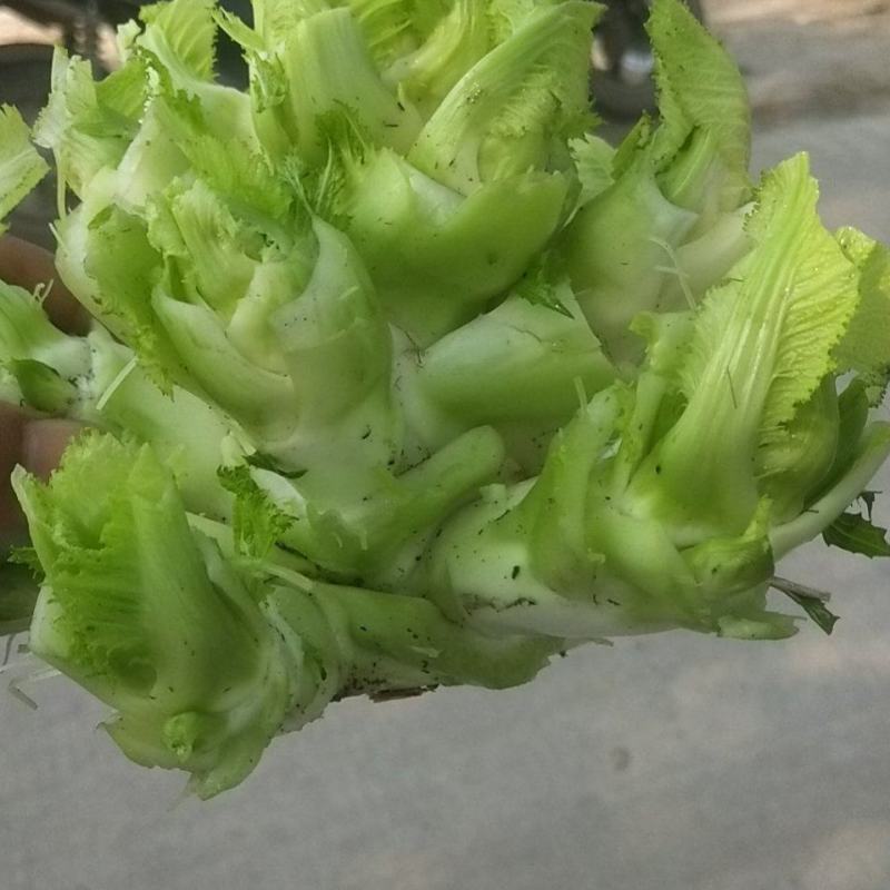 儿菜