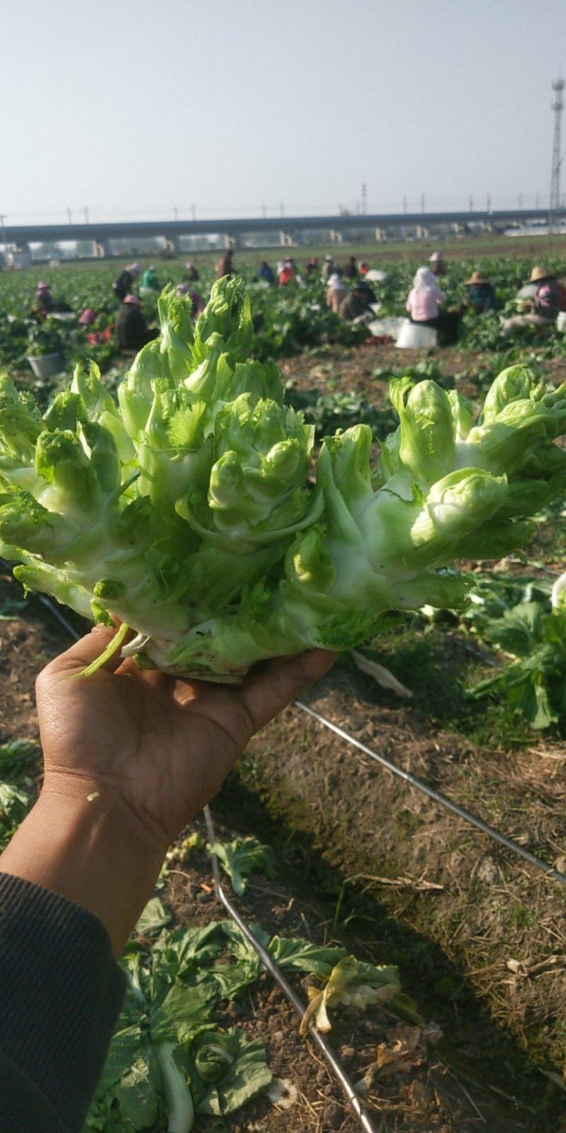 儿菜