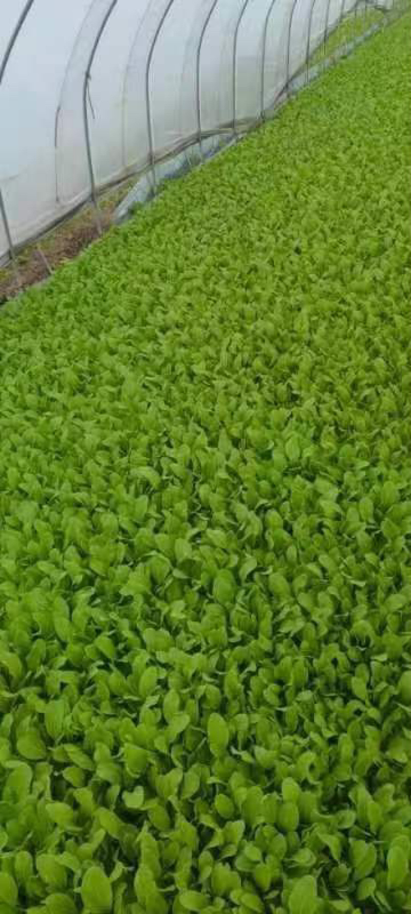 大棚鸡毛菜货量足品质好诚信经营欢迎咨询