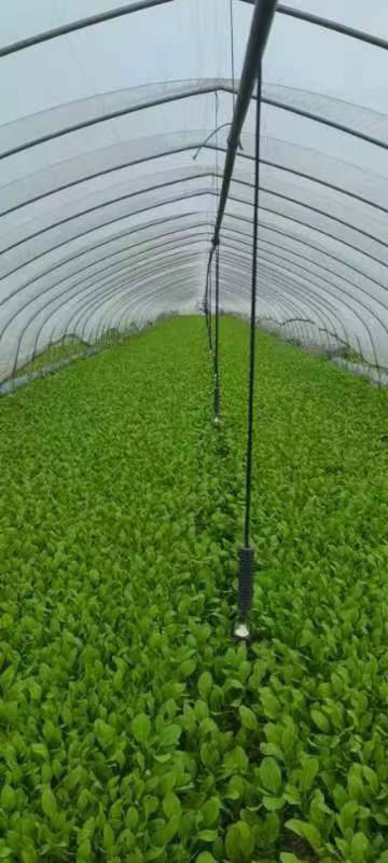 大棚鸡毛菜货量足品质好诚信经营欢迎咨询