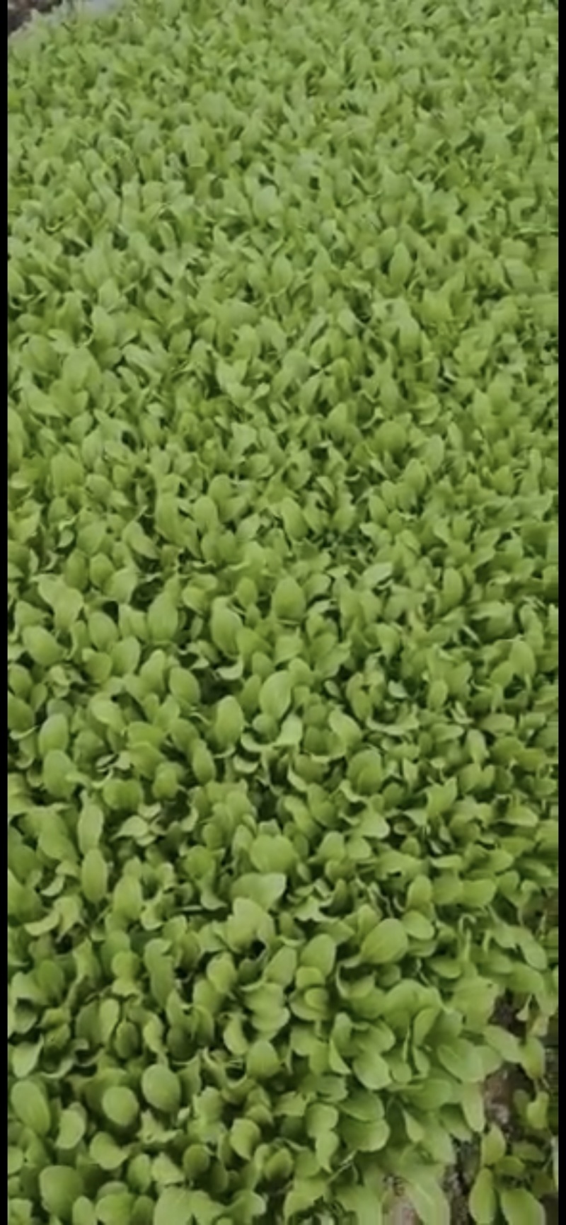 大棚鸡毛菜货量足品质好诚信经营欢迎咨询