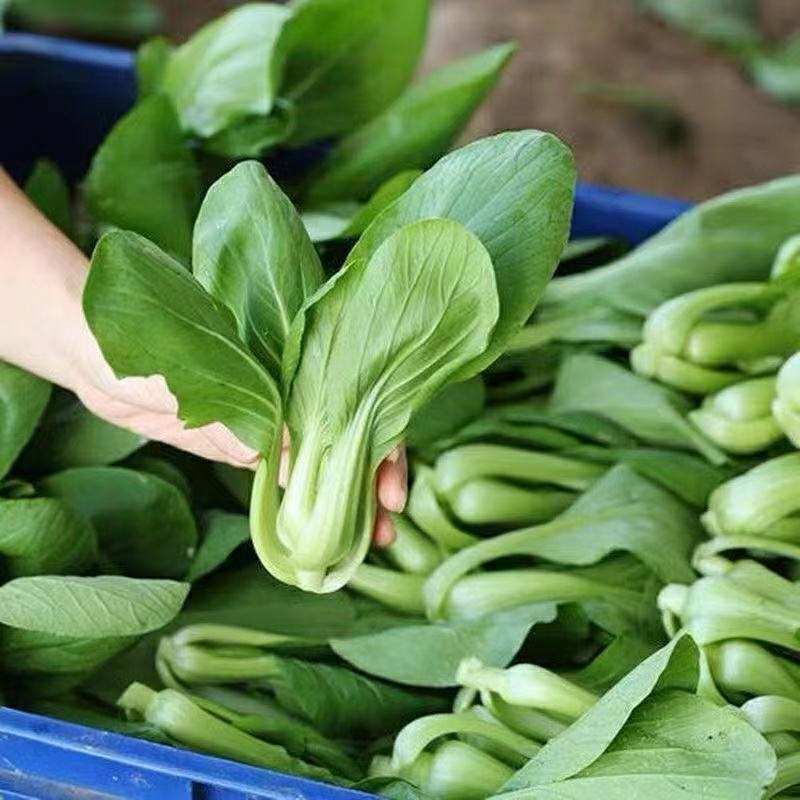 A江苏淮安油菜精品上海青，产地一手货源，全国供应