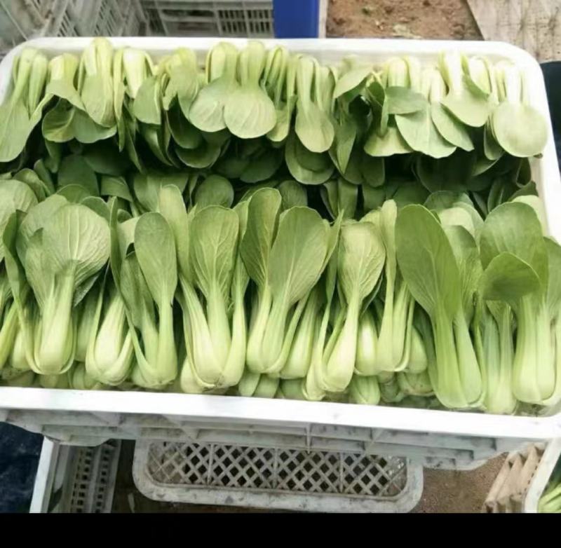 A江苏淮安油菜精品上海青，产地一手货源，全国供应
