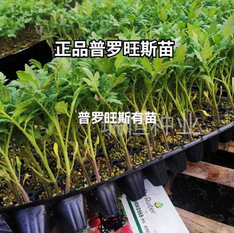 普罗旺斯西红柿苗沙瓤，卖价高水果番茄苗草莓柿子苗