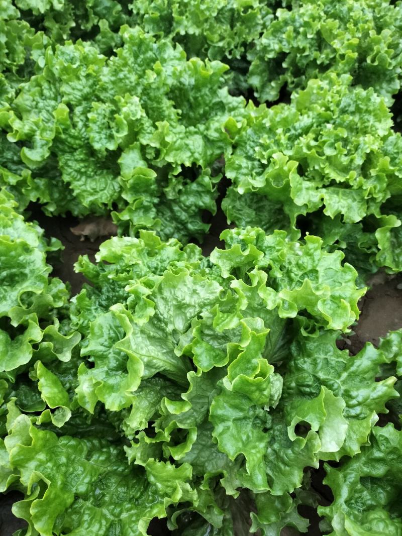 精品生菜色泽翠绿，形状好，单棵重一斤左右，货源充足。