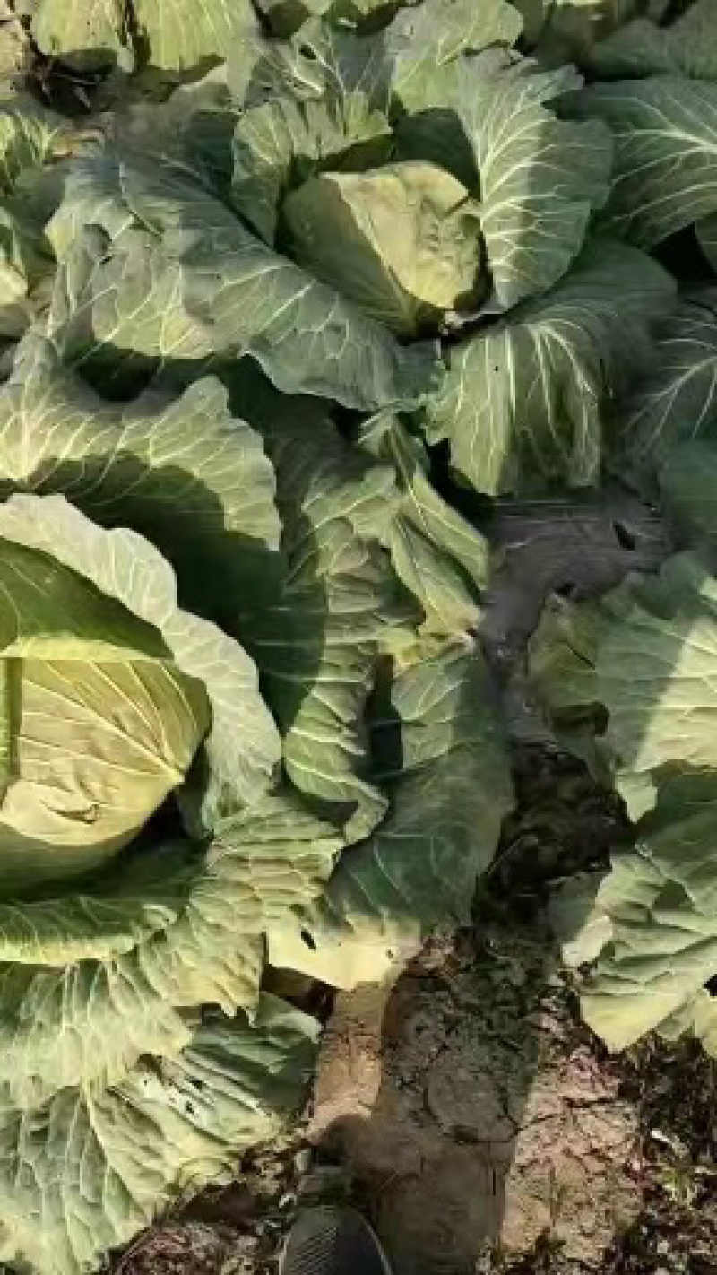 京丰一号甘蓝千亩基地货源充足对接脱水蔬菜场加工厂欢迎来电！