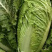 【给钱就卖】黄心白菜矮个白菜矮脚白菜疫情助农一手货源