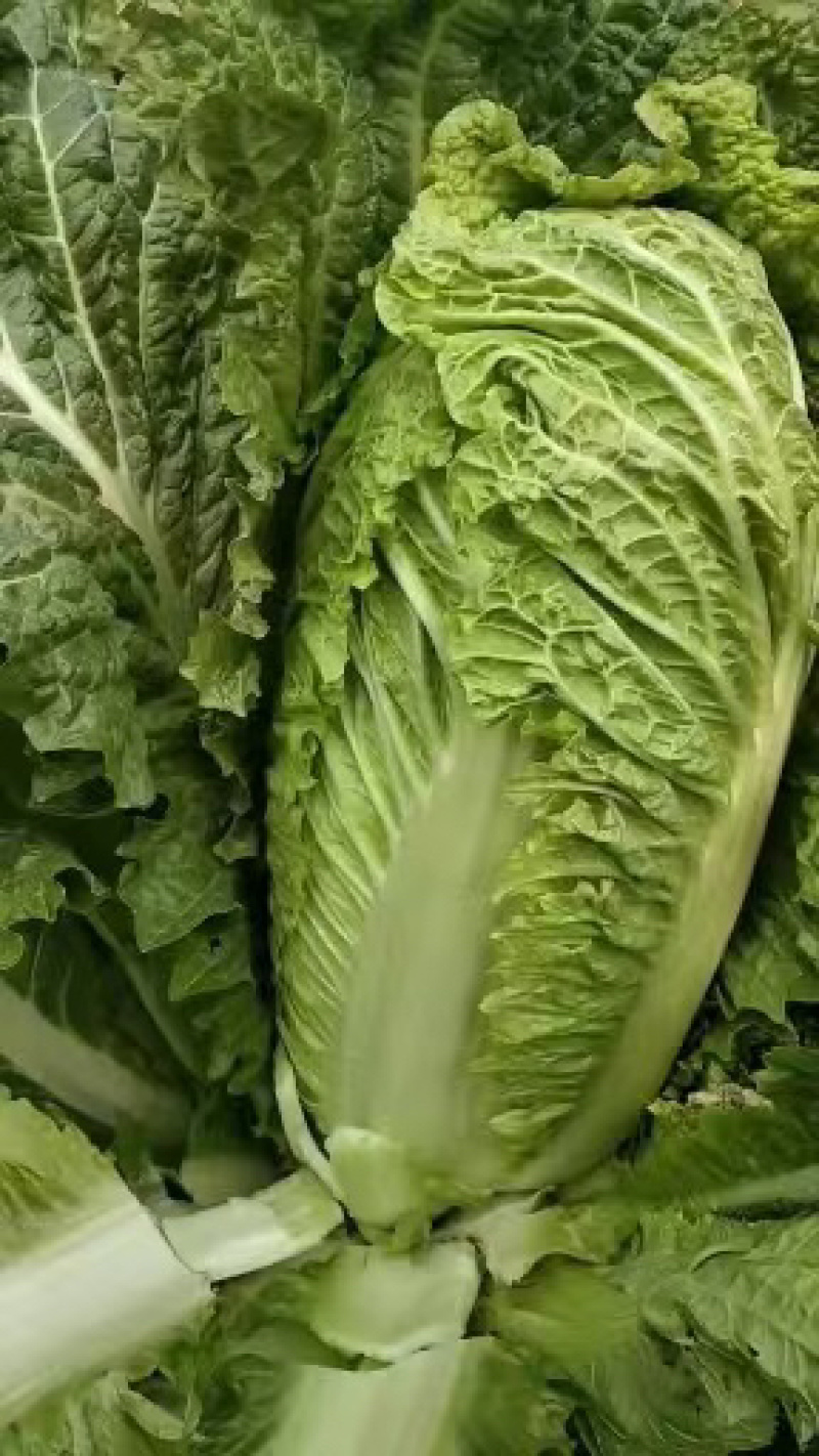 【给钱就卖】黄心白菜矮个白菜矮脚白菜疫情助农一手货源