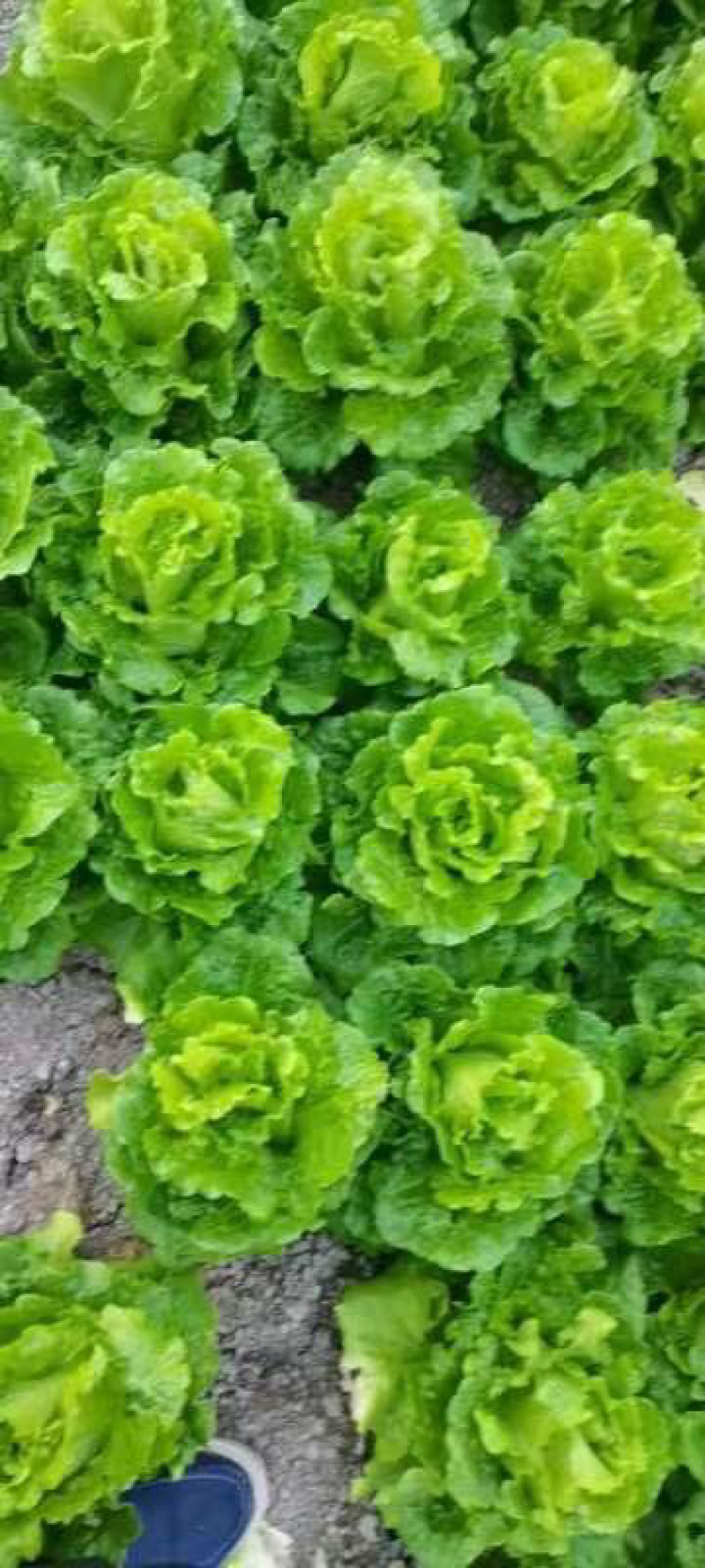 精品生菜保质保量诚信经营大棚种植量大从优