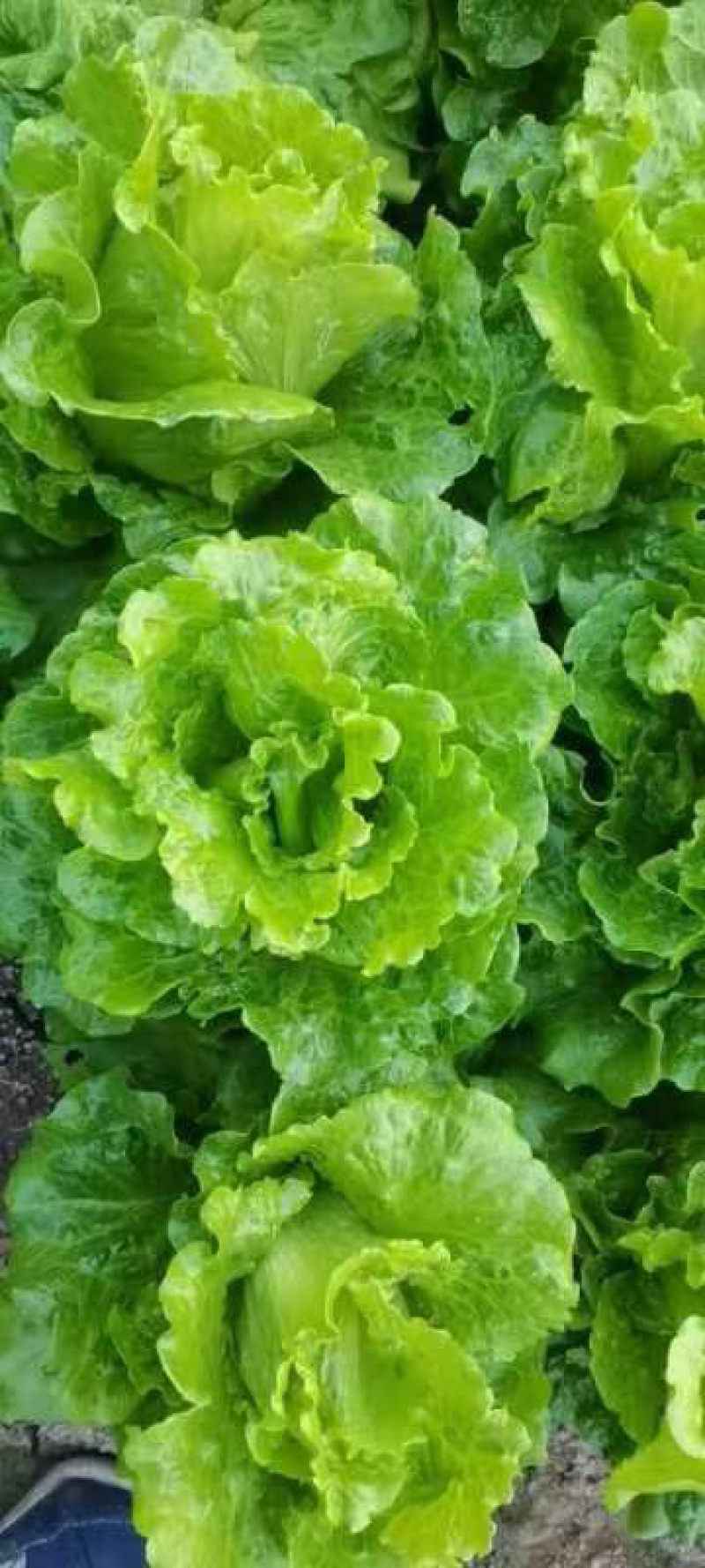 精品生菜保质保量诚信经营大棚种植量大从优