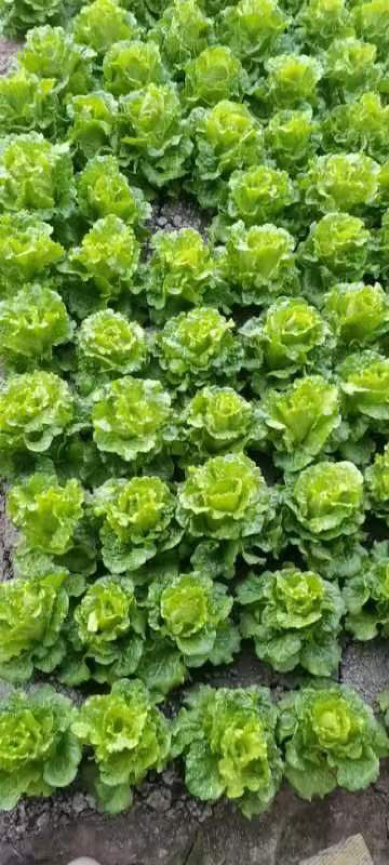 精品生菜保质保量诚信经营大棚种植量大从优