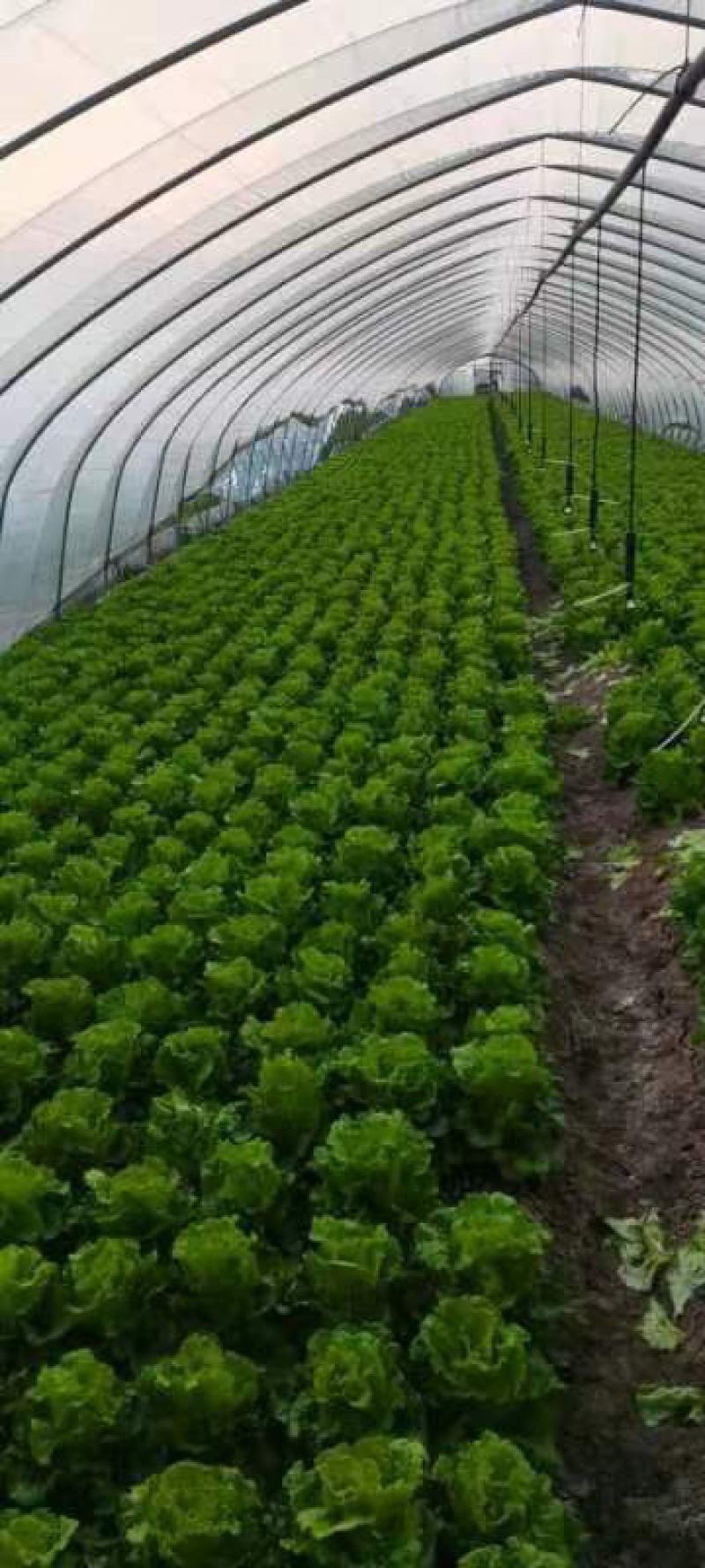 精品生菜保质保量诚信经营大棚种植量大从优