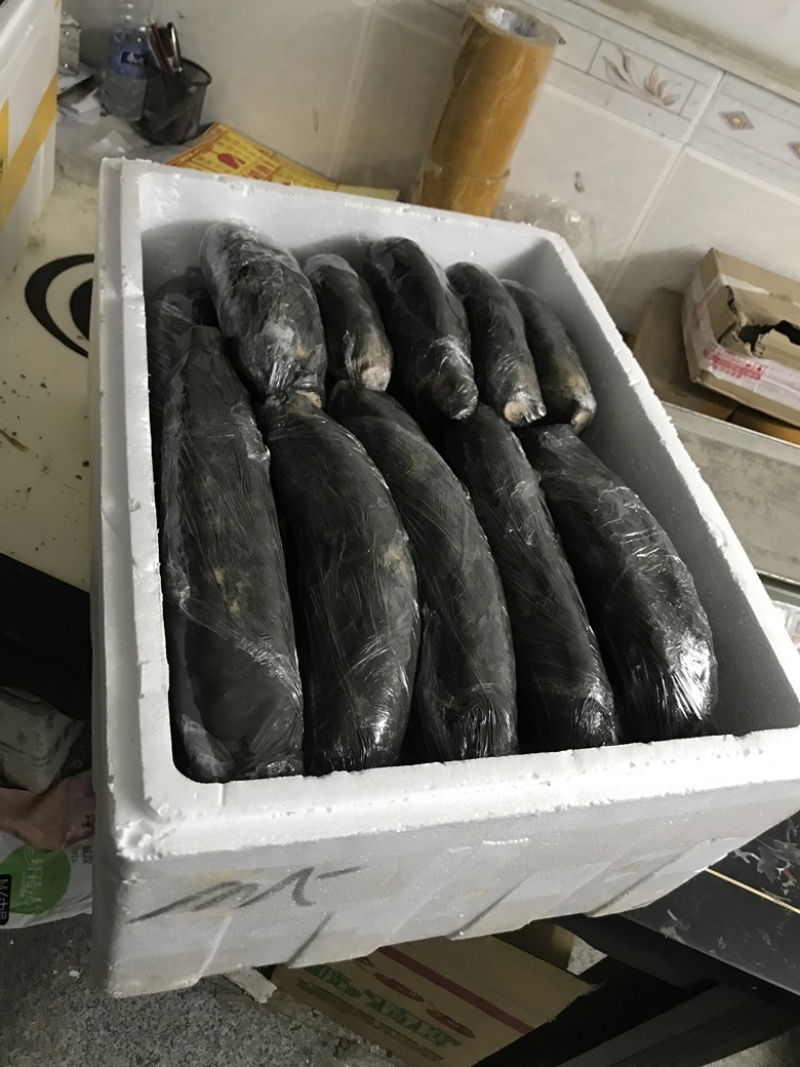 莲藕洪湖煲汤粉藕洪湖莲藕泥藕平头粉藕酒店餐饮直供