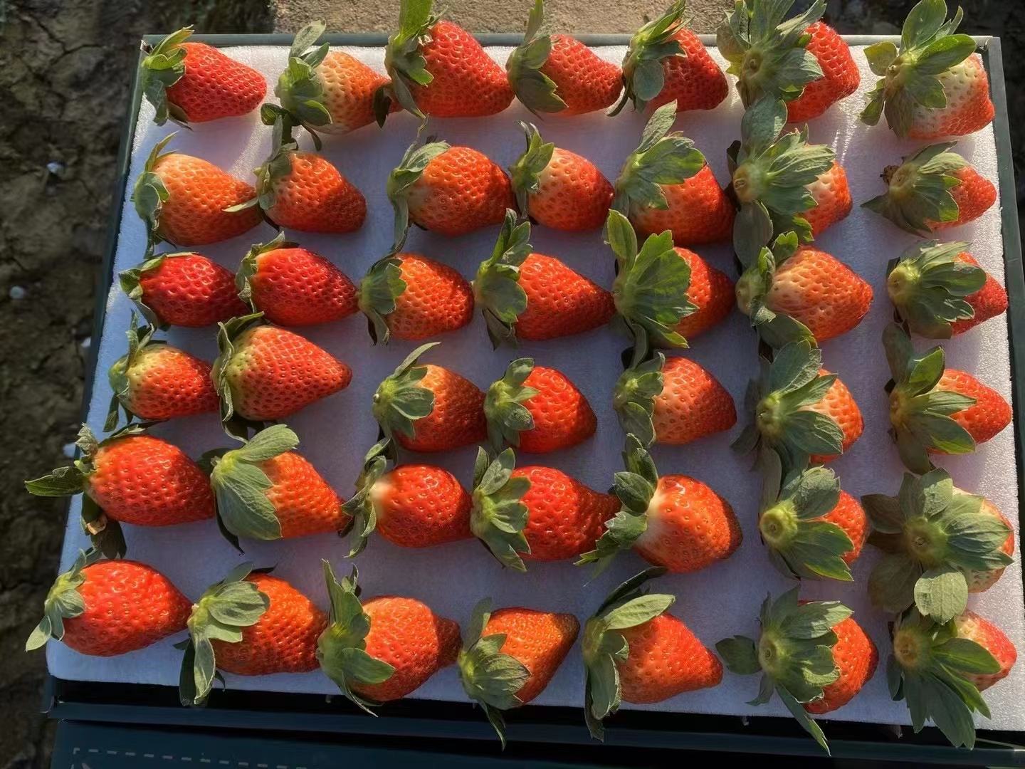 章姬与阿尔比恩草莓果实对比图