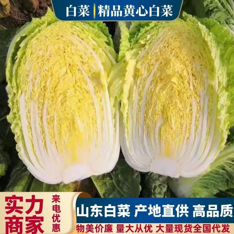 【黄心白菜】精品黄心白菜山东万亩发货市场一条龙服务电联优惠