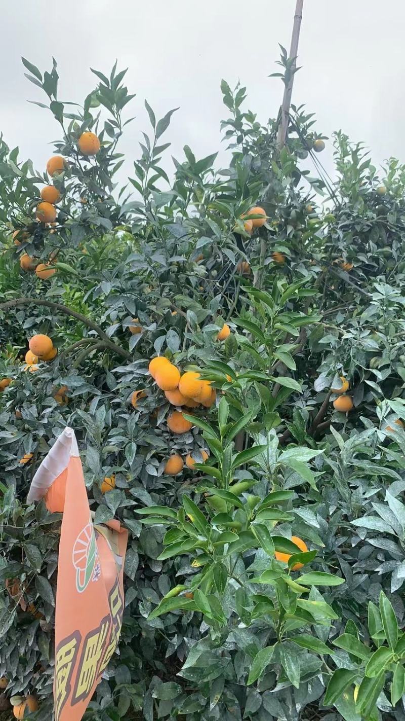 沃柑大量上市。量大的来对接了