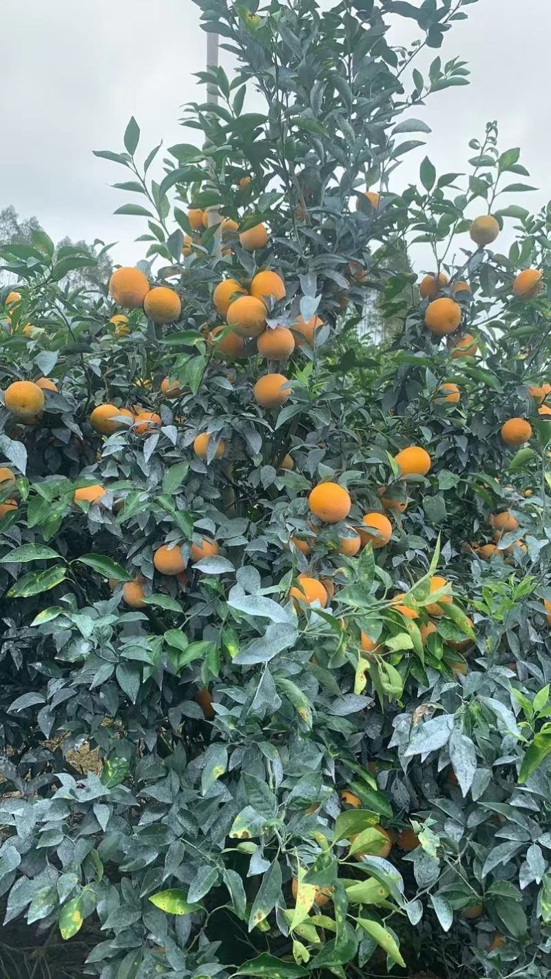 沃柑大量上市。量大的来对接了