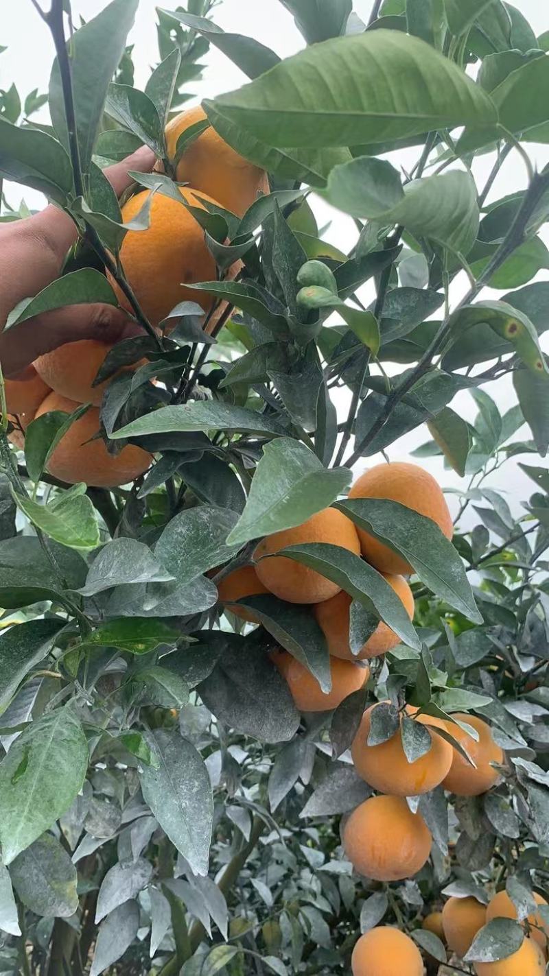 沃柑大量上市。量大的来对接了