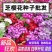 福禄考种子花卉春夏秋冬四季播种盆栽植物花草花种子阳台易活