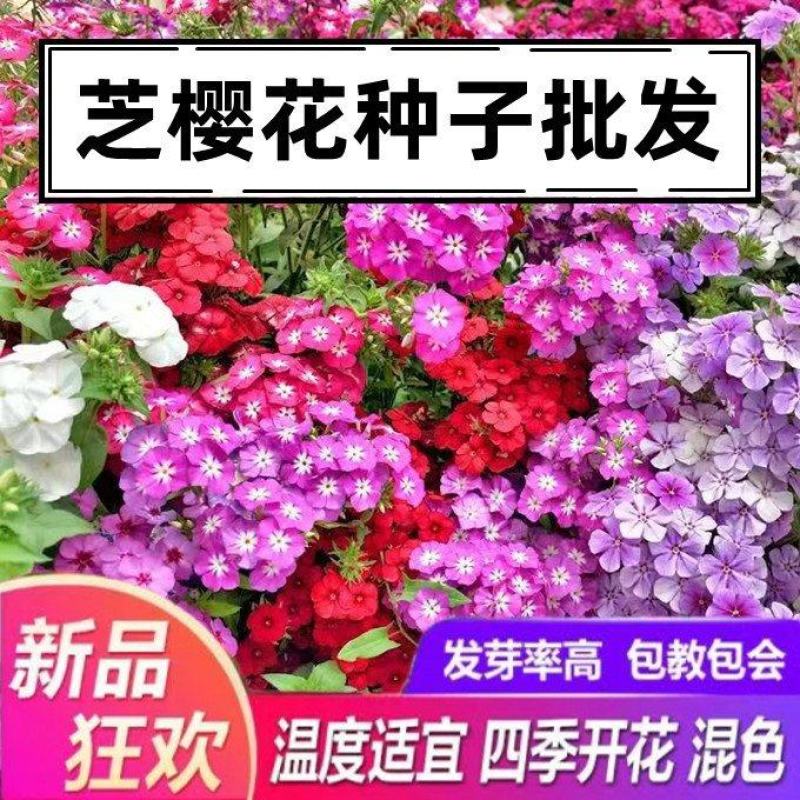 福禄考种子花卉春夏秋冬四季播种盆栽植物花草花种子阳台易活