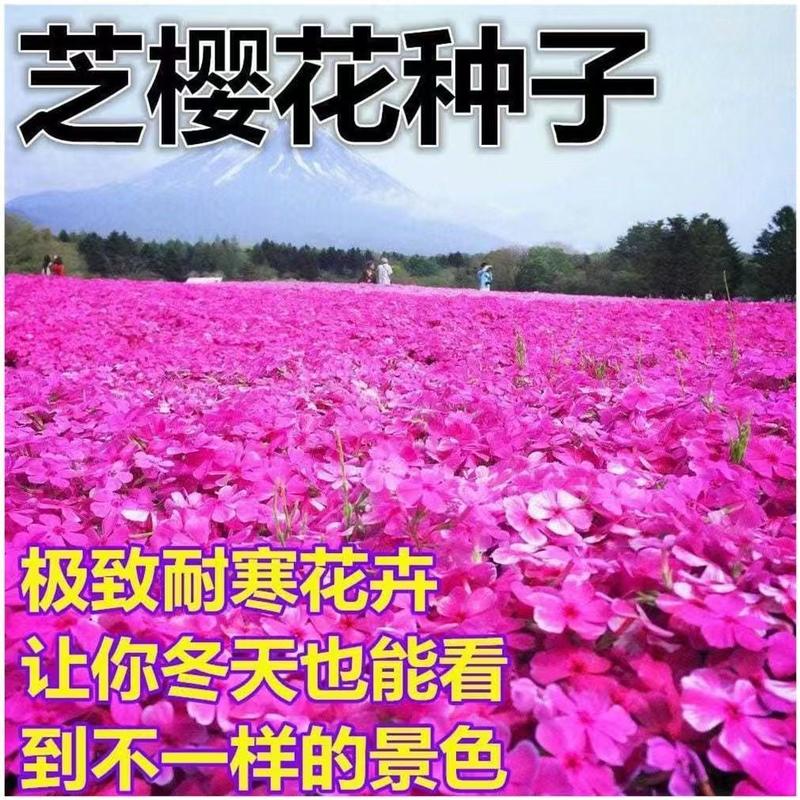 福禄考种子花卉春夏秋冬四季播种盆栽植物花草花种子阳台易活