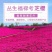 福禄考种子花卉春夏秋冬四季播种盆栽植物花草花种子阳台易活