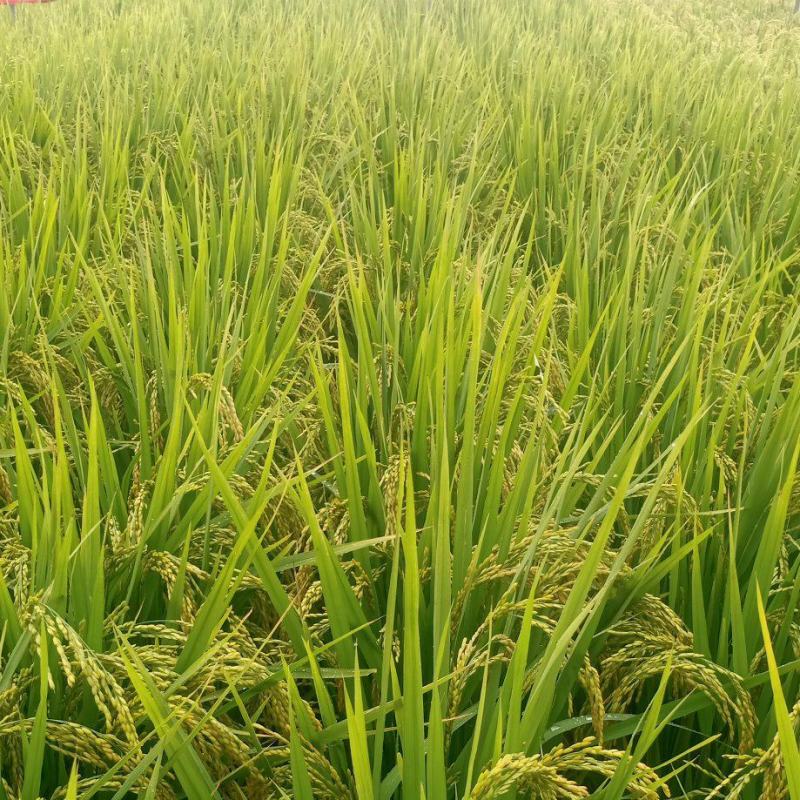 吉林省九台区其塔木镇松花江水域灌溉小町米批发合作共赢
