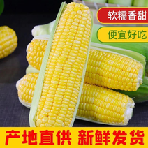 精品优质糯玉米产地直供质量保证欢迎咨询