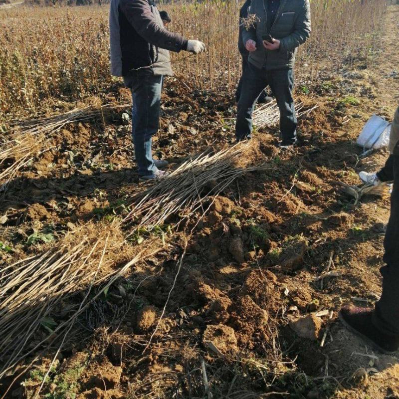 杜仲