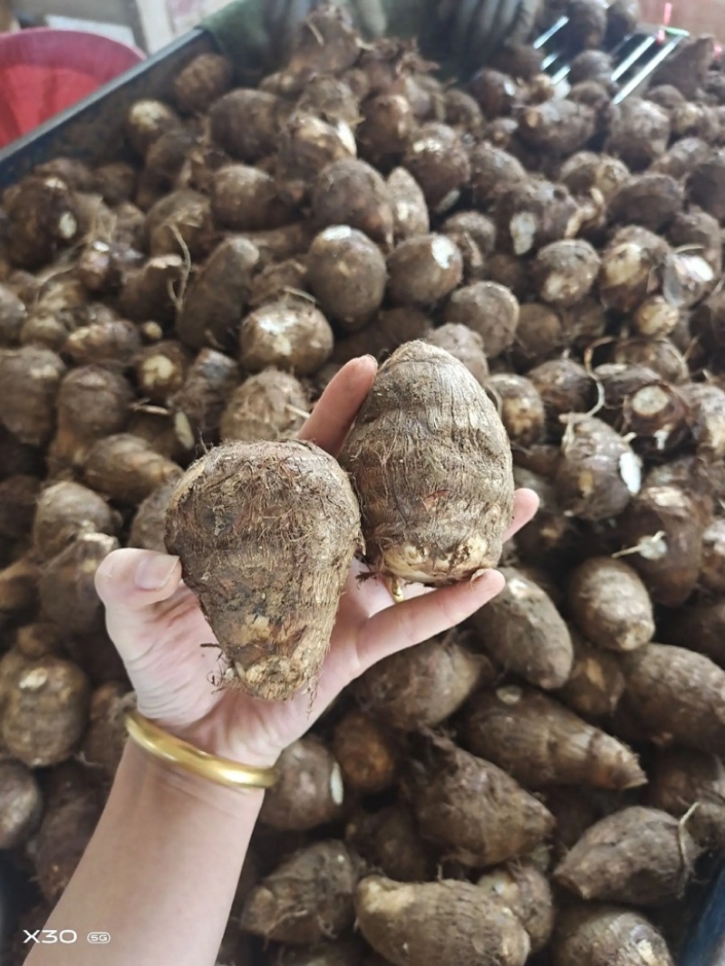 芋头种/高产芋头种/8520/豆包/包技术/包回收/